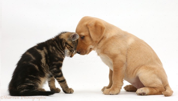 41053-tabby-kitten-head-to-head-with-cute-labrador-puppy-white-background